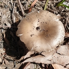 Amanita sp. at Penrose, NSW - 23 Feb 2025 10:19 AM
