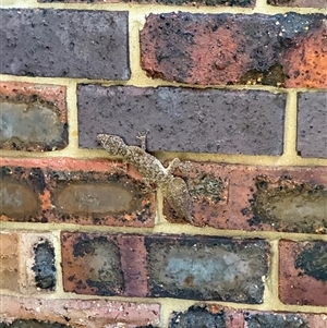 Phyllurus platurus (Broad-tailed Gecko) at Lugarno, NSW - 23 Feb 2025 by Abox