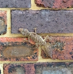 Phyllurus platurus at Lugarno, NSW - suppressed