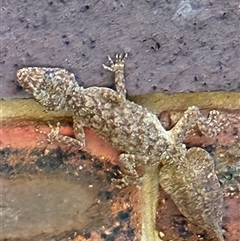 Phyllurus platurus at Lugarno, NSW - suppressed