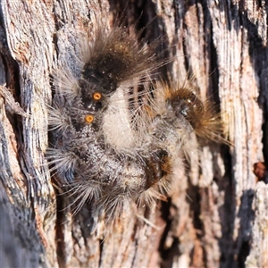 Euproctis baliolalis (Browntail Gum Moth) at Bango, NSW - 11 Feb 2025 by ConBoekel