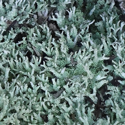 Unidentified Moss, Liverwort or Hornwort at Bango, NSW - 11 Feb 2025 by ConBoekel