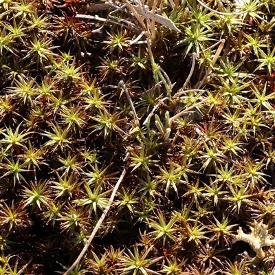 Unidentified Lichen, Moss or other Bryophyte at Bango, NSW - 11 Feb 2025 by ConBoekel