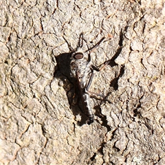 Cerdistus sp. (genus) (Slender Robber Fly) at Bango, NSW - 11 Feb 2025 by ConBoekel