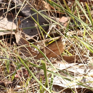 Heteronympha merope (Common Brown Butterfly) at Bango, NSW - 11 Feb 2025 by ConBoekel