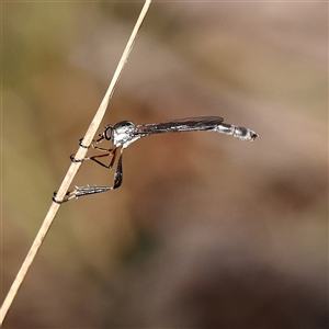 Leptogaster sp. (Thin-tailed robber fly) at Bango, NSW - 11 Feb 2025 by ConBoekel