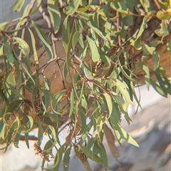 Muellerina eucalyptoides (Creeping Mistletoe) at Gateway Island, VIC - 21 Feb 2025 by Darcy