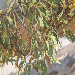 Muellerina eucalyptoides at Gateway Island, VIC - 21 Feb 2025 08:33 AM