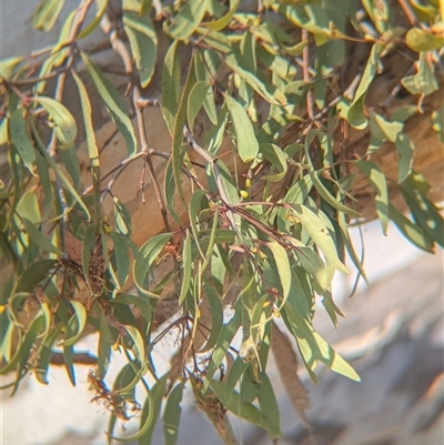 Muellerina eucalyptoides (Creeping Mistletoe) at Gateway Island, VIC - 21 Feb 2025 by Darcy