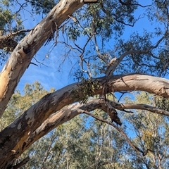 Muellerina eucalyptoides at Gateway Island, VIC - 21 Feb 2025 08:33 AM