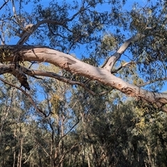 Muellerina eucalyptoides at Gateway Island, VIC - 21 Feb 2025 08:33 AM