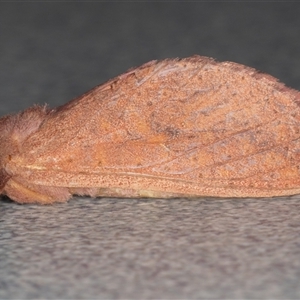 Elhamma australasiae (A Swift or Ghost moth (Hepialidae)) at Symonston, ACT - 23 Feb 2025 by rawshorty