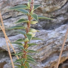 Melichrus urceolatus (Urn Heath) at Bango, NSW - 11 Feb 2025 by ConBoekel