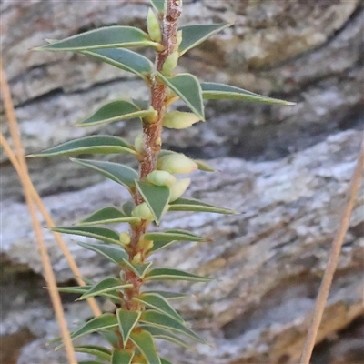 Melichrus urceolatus (Urn Heath) at Bango, NSW - 11 Feb 2025 by ConBoekel