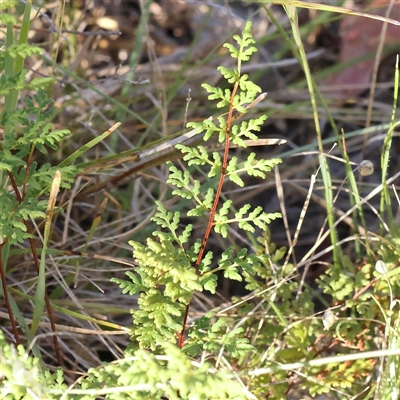 Cheilanthes sieberi subsp. sieberi (Mulga Rock Fern) at Bango, NSW - 11 Feb 2025 by ConBoekel