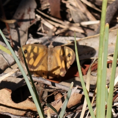 Geitoneura klugii (Marbled Xenica) at Bango, NSW - 11 Feb 2025 by ConBoekel