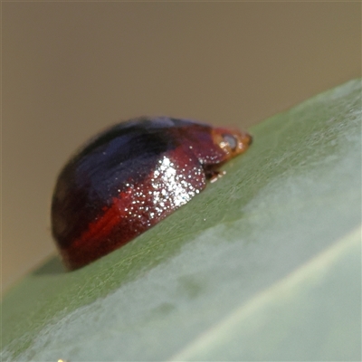 Dicranosterna immaculata (Acacia leaf beetle) at Bango, NSW - 11 Feb 2025 by ConBoekel