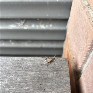 Poecilometis sp. (genus) at Lyneham, ACT - suppressed