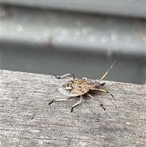 Poecilometis sp. (genus) at Lyneham, ACT - suppressed