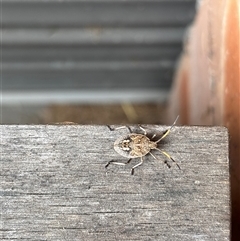 Poecilometis sp. (genus) at Lyneham, ACT - suppressed