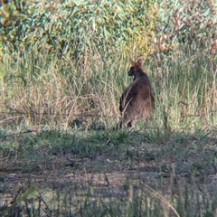 Wallabia bicolor (Swamp Wallaby) at Gateway Island, VIC - 21 Feb 2025 by Darcy