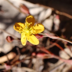 Hypericum gramineum (Small St Johns Wort) at Bango, NSW - 11 Feb 2025 by ConBoekel