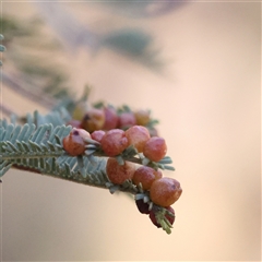 Austroacacidiplosis botrycephalae (A Gall Midge) at Bango, NSW - 11 Feb 2025 by ConBoekel