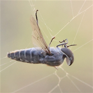 Unidentified March or Horse fly (Tabanidae) at Bango, NSW - 11 Feb 2025 by ConBoekel