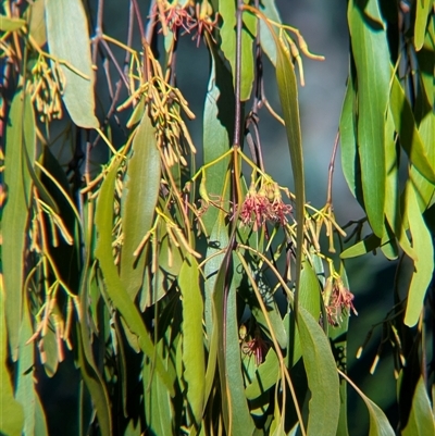 Amyema miquelii (Box Mistletoe) at Gateway Island, VIC - 21 Feb 2025 by Darcy