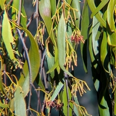 Amyema miquelii at Gateway Island, VIC - 21 Feb 2025 08:39 AM