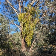 Amyema miquelii at Gateway Island, VIC - 21 Feb 2025 08:39 AM