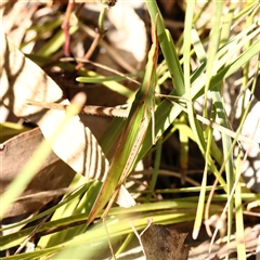 Acrida conica (Giant green slantface) at Bango, NSW - 11 Feb 2025 by ConBoekel