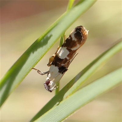 Ardozyga abruptella (A Gelechioid moth) at Bango, NSW - 11 Feb 2025 by ConBoekel