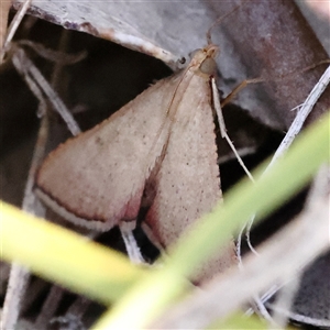 Endotricha pyrosalis at Bango, NSW - 11 Feb 2025 09:39 AM