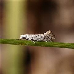 Elachista (genus) (Elachistidae) at Bango, NSW - 11 Feb 2025 by ConBoekel