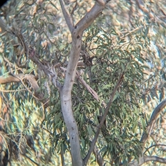 Muellerina eucalyptoides (Creeping Mistletoe) at Gateway Island, VIC - 21 Feb 2025 by Darcy