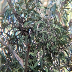 Muellerina eucalyptoides at Gateway Island, VIC - 21 Feb 2025 08:59 AM