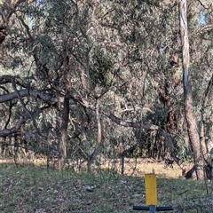 Muellerina eucalyptoides at Gateway Island, VIC - 21 Feb 2025 08:59 AM