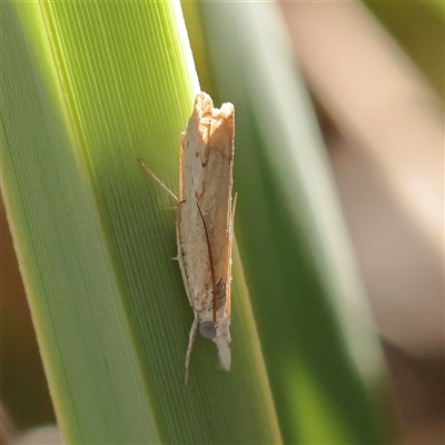 Culladia cuneiferellus (Crambinae moth) at Bango, NSW - 11 Feb 2025 by ConBoekel