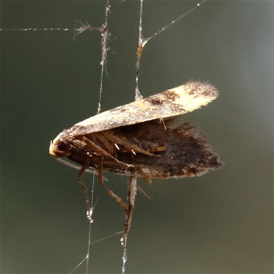 Anestia (genus) (A tiger moth) at Bango, NSW - 11 Feb 2025 by ConBoekel