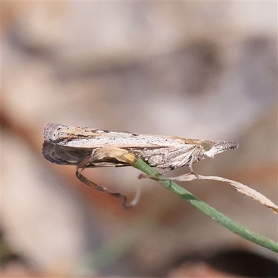 Faveria tritalis (Couchgrass Webworm) at Bango, NSW - 11 Feb 2025 by ConBoekel