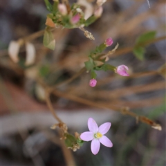 Centaurium sp. at Bango, NSW - 11 Feb 2025 by ConBoekel