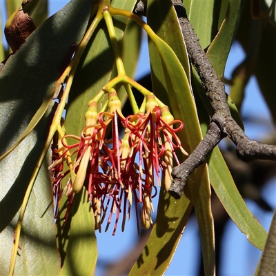 Amyema miquelii (Box Mistletoe) at Bango, NSW - 11 Feb 2025 by ConBoekel