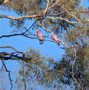 Eolophus roseicapilla at Walla Walla, NSW - 21 Feb 2025 06:01 PM