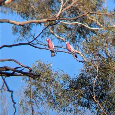 Eolophus roseicapilla (Galah) at Walla Walla, NSW - 21 Feb 2025 by Darcy