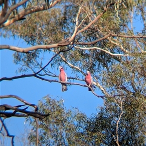 Eolophus roseicapilla at Walla Walla, NSW - 21 Feb 2025 06:01 PM