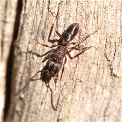 Rhytidoponera tasmaniensis at Bango, NSW - 11 Feb 2025 by ConBoekel