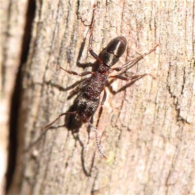 Rhytidoponera tasmaniensis at Bango, NSW - 11 Feb 2025 by ConBoekel