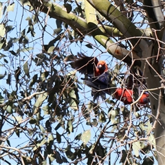 Platycercus elegans (Crimson Rosella) at Bango, NSW - 11 Feb 2025 by ConBoekel