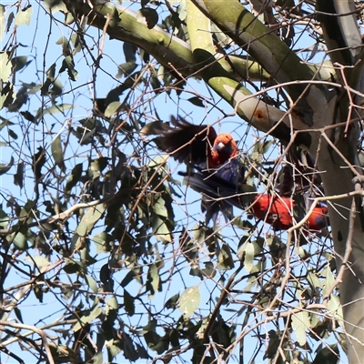 Platycercus elegans (Crimson Rosella) at Bango, NSW - 11 Feb 2025 by ConBoekel